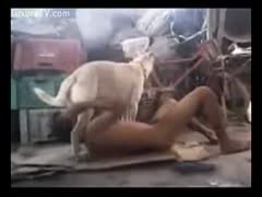 This clip from the Beastiality movie shows a young man who recently got divorced getting raped from behind by his pet.